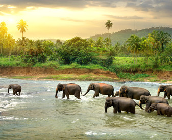 Herd of elephants walking in a jungle river