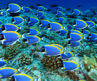 Weisskehl Doktorfisch (Acanthurus leucosternon), (Süd Male Atoll, Malediven, Indischer Ozean) - Powder Blue Tang / Powderblue Surgeonfish (South Male Atoll, Maldives, Indian Ocean)